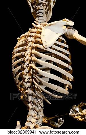 "Plastination specimen of a human skeleton, detail" View Large Photo Image Stock Image - "Plastination specimen of a human skeleton, detail". Fotosearch