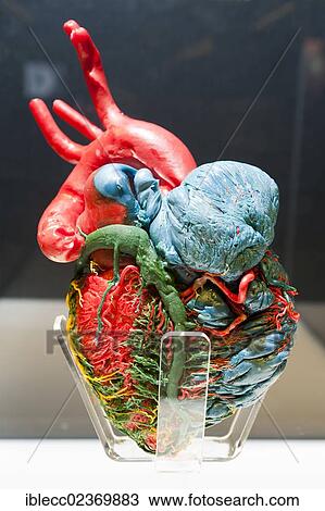 Plastination specimen of arteries and veins of human heart View Large Photo Image Stock Image - Plastination specimen of arteries and veins of human heart. Fotosearch