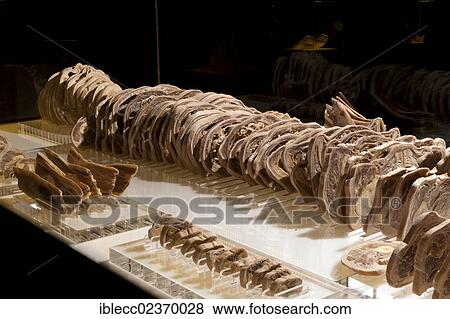 "Plastination specimen of human body, parallel sections" View Large Photo Image Stock Photo - "Plastination specimen of human body, parallel sections". Fotosearch