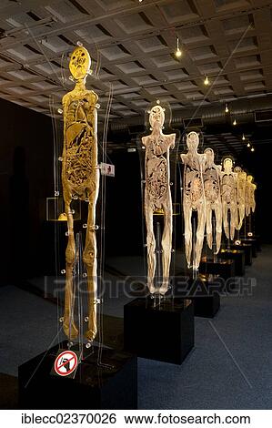 "Plastination specimen of human body, parallel sections" View Large Photo Image Stock Photograph - "Plastination specimen of human body, parallel sections". Fotosearch