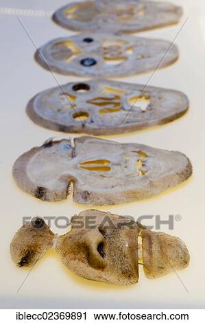 "Plastination specimen of human head, parallel sections" View Large Photo Image Stock Image - "Plastination specimen of human head, parallel sections". Fotosearch