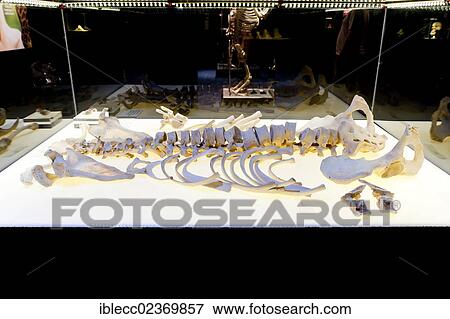 Stock Photo - Plastination specimen of human skeleton. Fotosearch