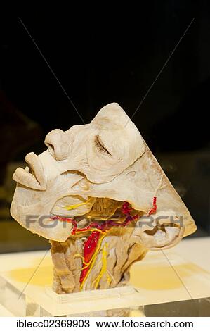 Plastination specimen of sagittal section of head View Large Photo Image Stock Image - Plastination specimen of sagittal section of head. Fotosearch