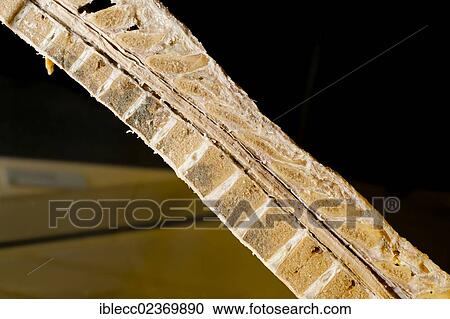 Plastination specimen of spinal column and cord View Large Photo Image Stock Image - Plastination specimen of spinal column and cord. Fotosearch