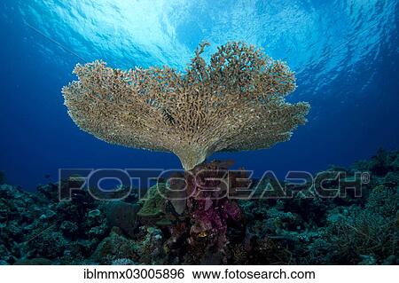 Stock Photograph - "Plate, stony coral (Acropora hyacinthus), Mimaropa, Philippines, Asia". Fotosearch