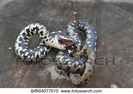 "Play dead reflex of an adult Grass Snake (Natrix natrix helvetica), Garfagnana, Tuscany, Italy, Europe" View Large Photo Image Stock Image - "Play dead reflex of an adult Grass Snake (Natrix natrix helvetica), Garfagnana, Tuscany, Italy, Europe". Fotosearch
