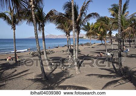 Playa Blanca Beach Palm Trees Puerto Del Carmen Lanzarote