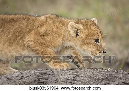 "Playful Lion (Panthera leo) cub, Massai Mara, Serengeti, Rift Valley province, Kenya, Africa" View Large Photo Image Picture - "Playful Lion (Panthera leo) cub, Massai Mara, Serengeti, Rift Valley province, Kenya, Africa". Fotosearch