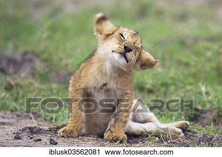 "Playful Lion (Panthera leo) cub, Massai Mara, Serengeti, Rift Valley province, Kenya, Africa" View Large Photo Image Stock Image - "Playful Lion (Panthera leo) cub, Massai Mara, Serengeti, Rift Valley province, Kenya, Africa". Fotosearch