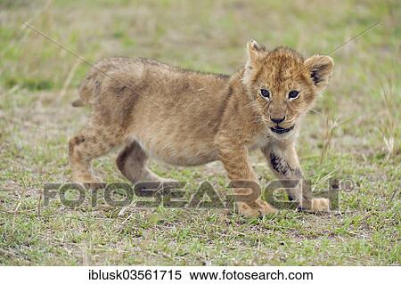 "Playful Lion (Panthera leo) cub, Massai Mara, Serengeti, Rift Valley province, Kenya, Africa" View Large Photo Image Stock Photography - "Playful Lion (Panthera leo) cub, Massai Mara, Serengeti, Rift Valley province, Kenya, Africa". Fotosearch
