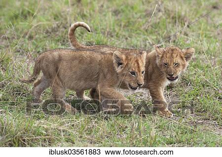 "Playful Lion (Panthera leo) cubs, Massai Mara, Serengeti, Rift Valley province, Kenya, Africa" View Large Photo Image Stock Image - "Playful Lion (Panthera leo) cubs, Massai Mara, Serengeti, Rift Valley province, Kenya, Africa". Fotosearch