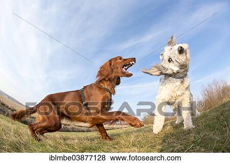 "Playing dogs on a field, Wustermark, Brandenburg, Germany, Europe" View Large Photo Image Stock Photo - "Playing dogs on a field, Wustermark, Brandenburg, Germany, Europe". Fotosearch