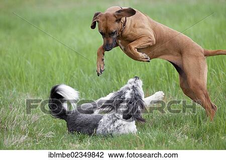 "Playing dogs, Rhodesian Ridgeback and a Briard mongrel, on a meadow" View Large Photo Image Stock Image - "Playing dogs, Rhodesian Ridgeback and a Briard mongrel, on a meadow". Fotosearch