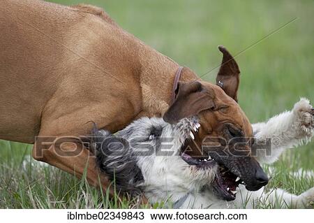"Playing dogs, Rhodesian Ridgeback and a Briard mongrel, on a meadow" View Large Photo Image Stock Image - "Playing dogs, Rhodesian Ridgeback and a Briard mongrel, on a meadow". Fotosearch