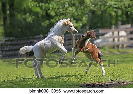 Stock Photograph - "Playing foals, American Miniature Horses, Germany, Europe". Fotosearch