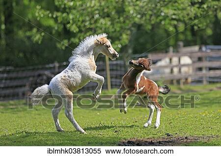 "Playing foals, American Miniature Horses, Germany, Europe" View Large Photo Image Stock Photography - "Playing foals, American Miniature Horses, Germany, Europe". Fotosearch
