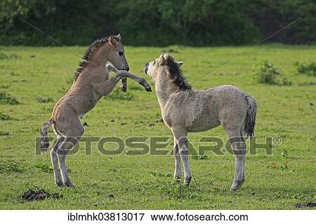 Stock Photo - "Playing foals, Koniks in the Oostvaardersplassen nature reserve, Netherlands". Fotosearch
