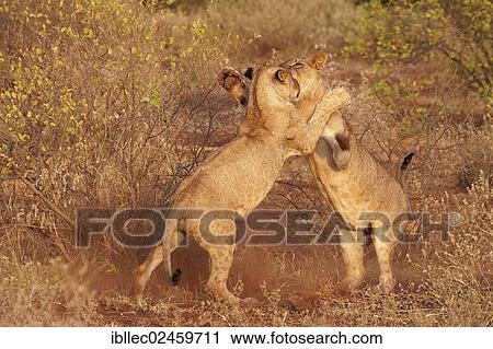 Stock Image - "Playing lions (Panthera leo), Tsavo East National Park, Tyrol, Kenya, Africa". Fotosearch