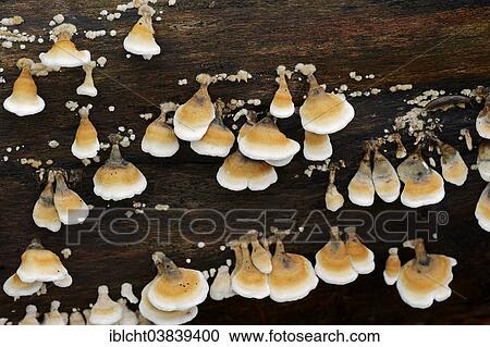 "Plicatura fungus (Plicatura crispa), North Rhine-Westphalia, Germany, Europe" View Large Photo Image Stock Image - "Plicatura fungus (Plicatura crispa), North Rhine-Westphalia, Germany, Europe". Fotosearch