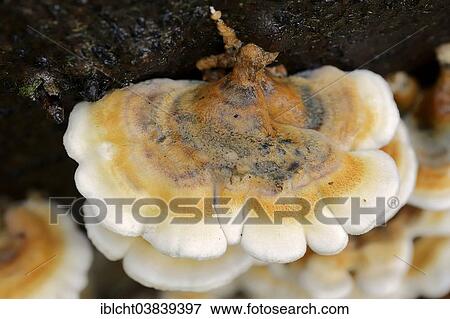 Stock Photo - "Plicatura fungus (Plicatura crispa), North Rhine-Westphalia, Germany, Europe". Fotosearch