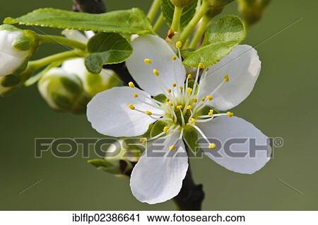 "Plum (Prunus domestica), close-up of flower, Crossness Nature Reserve, Bexley, Kent, England, United Kingdom, Europe" View Large Photo Image Stock Image - "Plum (Prunus domestica), close-up of flower, Crossness Nature Reserve, Bexley, Kent, England, United Kingdom, Europe". Fotosearch