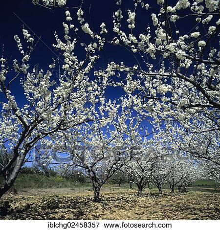 "Plum tree blossom, Drome Provencale, Provence-Alpes-Cote d'Azur, France, Europe" View Large Photo Image Stock Photo - "Plum tree blossom, Drome Provencale, Provence-Alpes-Cote d'Azur, France, Europe". Fotosearch