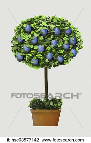 "Plum trees in a pot, graphics" View Large Photo Image Stock Image - "Plum trees in a pot, graphics". Fotosearch