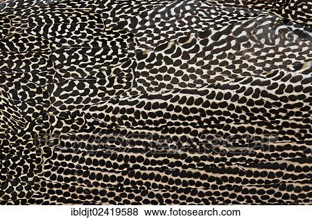 Plumage detail of a Great Argus or Asian Pheasant (Argusianus argus), male, in captivity View Large Photo Image Stock Photo - Plumage detail of a Great Argus or Asian Pheasant (Argusianus argus), male, in captivity. Fotosearch