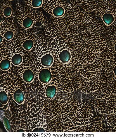 Stock Photo - Plumage detail of Malaysian Peacock Pheasant (Polyplectron malacense), captive. Fotosearch