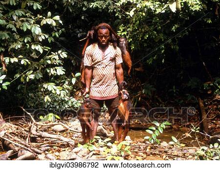 Stock Image - "Poacher returning from the hunt with hunted prey, here mangabeys, Sierra Leone, Africa". Fotosearch