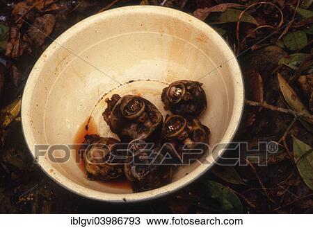 Stock Image - "Poaching in Africa, cut off monkey heads in a bowl, regarded as a delicacy in Liberia, sold for $ 5 per piece on the market in Monrovia, Liberia, Africa". Fotosearch