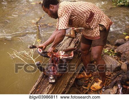 Stock Image - "Poaching in Africa, monkey is cut into pieces after disembowelling and then dried, Sierra Leone, Africa". Fotosearch