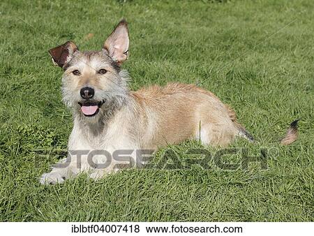 Podenco Terrier crossbreed lying on grass View Large Photo Image Stock Photo - Podenco Terrier crossbreed lying on grass. Fotosearch