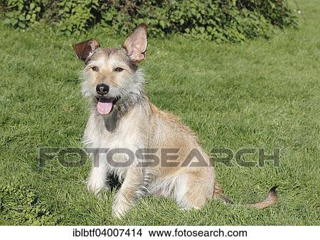 Podenco Terrier crossbreed sitting on grass View Large Photo Image Picture - Podenco Terrier crossbreed sitting on grass. Fotosearch