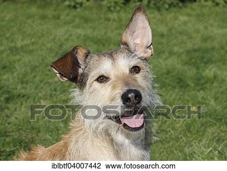 Podenco Terrier crossbreed View Large Photo Image Stock Image - Podenco Terrier crossbreed. Fotosearch