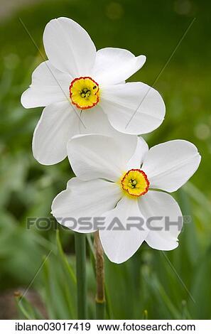 "Poet's Daffodil, Pheasant's Eye or Pinkster Lily (Narcissus poeticus), Austria, Europe" View Large Photo Image Stock Photo - "Poet's Daffodil, Pheasant's Eye or Pinkster Lily (Narcissus poeticus), Austria, Europe". Fotosearch