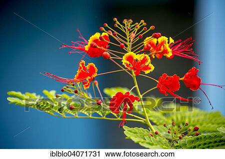 "Poinciana (Caesalpinia pulcherrima), with red and yellow flowers, in a flower garden, Vinales Valley, Vinales, Pinar del Rio Province, Cuba, North America" View Large Photo Image Stock Image - "Poinciana (Caesalpinia pulcherrima), with red and yellow flowers, in a flower garden, Vinales Valley, Vinales, Pinar del Rio Province, Cuba, North America". Fotosearch