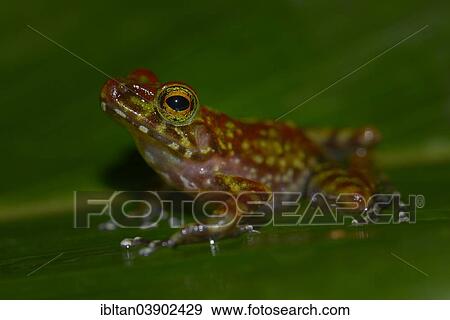 "Poison dart frog, Marojejy National Park, Madagascar, Africa" View Large Photo Image Stock Photo - "Poison dart frog, Marojejy National Park, Madagascar, Africa". Fotosearch
