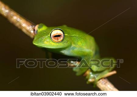 Stock Image - "Poison Dart Frog, Skeleton Frog (Boophis luteus), Montagne d'Ambre National Park, Madagascar, Africa". Fotosearch