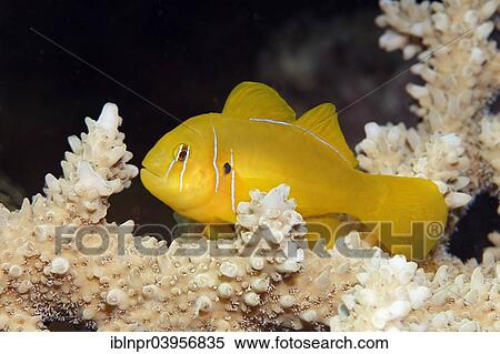 "Poison Goby (Gobiodon citrinus) on Agropora Coral (Agropora sp. ), Makadi Bay, Red Sea, Hurghada, Egypt, Africa" View Large Photo Image Stock Photography - "Poison Goby (Gobiodon citrinus) on Agropora Coral (Agropora sp. ), Makadi Bay, Red Sea, Hurghada, Egypt, Africa". Fotosearch