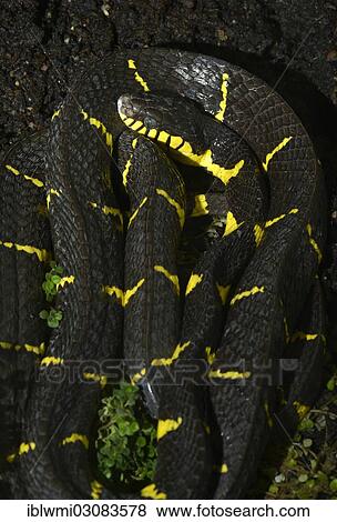 "Poisonous Gold-ringed Cat Snake or Mangrove Snake (Boiga dendrophila), found in tropical rainforests, Stuttgart, Baden-Wurttemberg, Germany, Europe" View Large Photo Image Stock Photo - "Poisonous Gold-ringed Cat Snake or Mangrove Snake (Boiga dendrophila), found in tropical rainforests, Stuttgart, Baden-Wurttemberg, Germany, Europe". Fotosearch