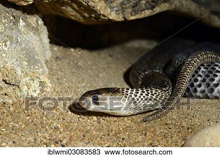 "Poisonous Indian Cobra (Naja naja naja), native to India, Indonesia and the Philippines, Stuttgart, Baden-Wurttemberg, Germany, Europe" View Large Photo Image Stock Image - "Poisonous Indian Cobra (Naja naja naja), native to India, Indonesia and the Philippines, Stuttgart, Baden-Wurttemberg, Germany, Europe". Fotosearch