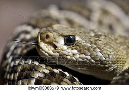 "Poisonous Mexican West Coast Rattlesnake or Mexican Green Rattler (Crotalus basiliscus), lambent with a forked tongue, native to Western Mexico, Stuttgart, Baden-Wurttemberg, Germany, Europe" View Large Photo Image Stock Photo - "Poisonous Mexican West Coast Rattlesnake or Mexican Green Rattler (Crotalus basiliscus), lambent with a forked tongue, native to Western Mexico, Stuttgart, Baden-Wurttemberg, Germany, Europe". Fotosearch