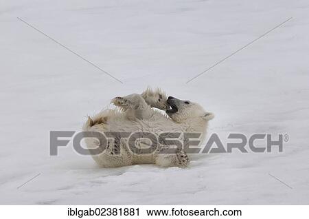 "Polar bear cub (Ursus maritimus) lying on the back, Svalbard Archipelago, Barents Sea, Norway, Arctic, Europe" View Large Photo Image Stock Image - "Polar bear cub (Ursus maritimus) lying on the back, Svalbard Archipelago, Barents Sea, Norway, Arctic, Europe". Fotosearch