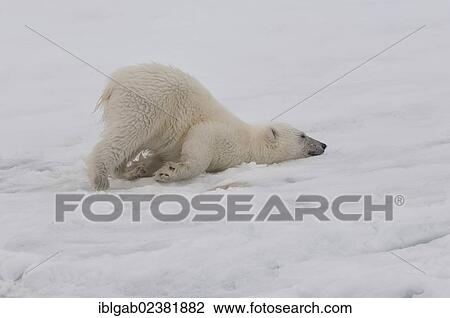 Stock Image - "Polar bear cub (Ursus maritimus) stretching, Svalbard Archipelago, Barents Sea, Norway, Arctic, Europe". Fotosearch