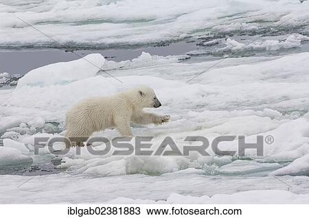"Polar bear cub (Ursus maritimus) running over pack ice, Svalbard Archipelago, Barents Sea, Norway, Arctic, Europe" View Large Photo Image Stock Image - "Polar bear cub (Ursus maritimus) running over pack ice, Svalbard Archipelago, Barents Sea, Norway, Arctic, Europe". Fotosearch