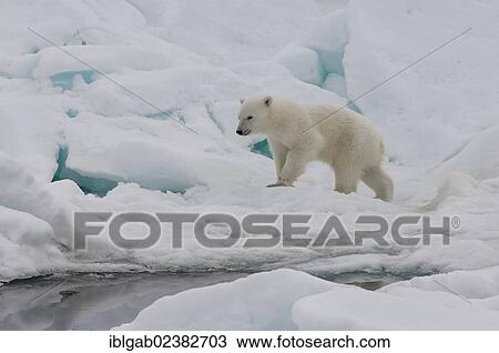 "Polar bear cub (Ursus maritimus) walking over pack ice, Svalbard Archipelago, Barents Sea, Norway, Arctic, Europe" View Large Photo Image Stock Image - "Polar bear cub (Ursus maritimus) walking over pack ice, Svalbard Archipelago, Barents Sea, Norway, Arctic, Europe". Fotosearch