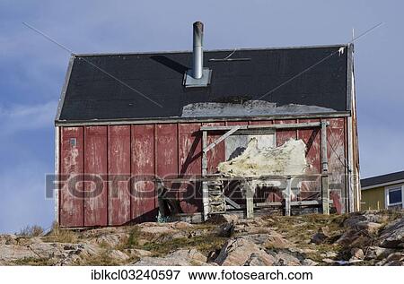 "Polar bear skin drying on a frame outside a house in the Ittoqqortoormiit settlement, Scoresbysund, Ostgronland, Greenland, North America" View Large Photo Image Stock Photo - "Polar bear skin drying on a frame outside a house in the Ittoqqortoormiit settlement, Scoresbysund, Ostgronland, Greenland, North America". Fotosearch
