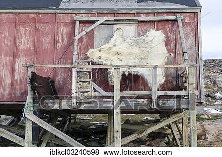 "Polar bear skin drying on a frame outside a house in the Ittoqqortoormiit settlement, Scoresbysund, Ostgronland, Greenland, North America" View Large Photo Image Stock Photo - "Polar bear skin drying on a frame outside a house in the Ittoqqortoormiit settlement, Scoresbysund, Ostgronland, Greenland, North America". Fotosearch