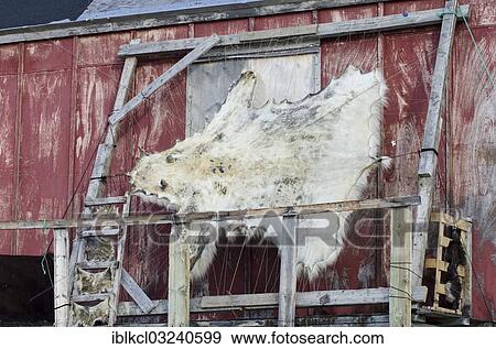 "Polar bear skin drying on a frame outside a house in the Ittoqqortoormiit settlement, Scoresbysund, Ostgronland, Greenland, North America" View Large Photo Image Stock Photo - "Polar bear skin drying on a frame outside a house in the Ittoqqortoormiit settlement, Scoresbysund, Ostgronland, Greenland, North America". Fotosearch